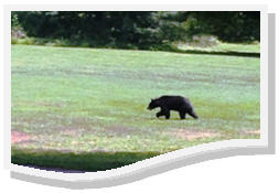 Black Bears in Northern Virginia